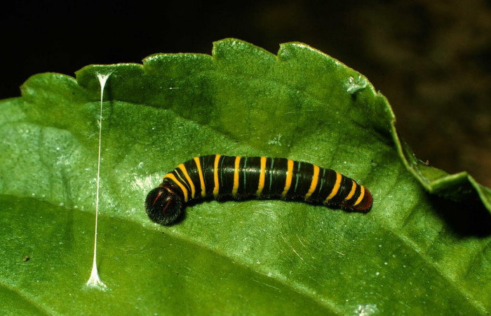 Fig.13. Larva <i>Astraptes audax</i></i>, en tercer estadio de 19mm de longitud. Voucher : 97-SRNP-9603-DHJ43807.jpg.