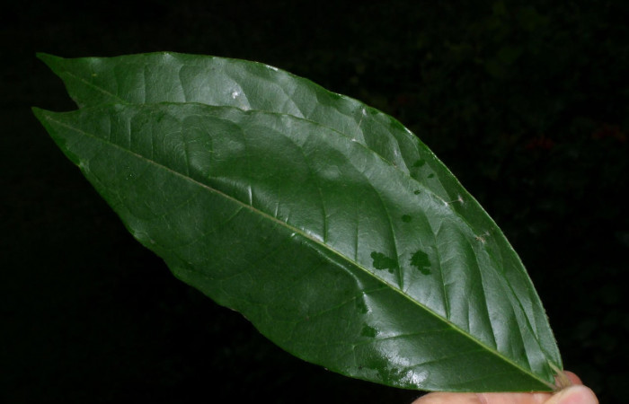 Fig.14. Mostrando hojas de una malpighiaceae, con una prepupa de <i>Astraptes inflatio</i></i>. Voucher : 08-SRNP-35599-DHJ441053.jpg.