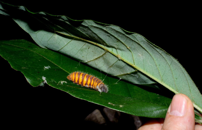 Fig. 15. Mostrando prepupa de <i>Astraptes inflatio</i></i>. Voucher : 08-SRNP-35599-DHJ441061.jpg.