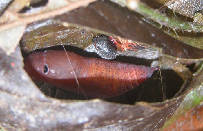 Fig.16. Mostrando pupa de <i>Astraptes apastus</i></i>, semi descubierta,  en posición lateral. Voucher : 03-SRNP-20746-DHJ91225.jpg. 