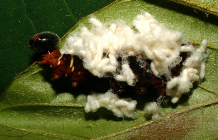 Fig.18. Capullos Braconidae, <i>Apanteles jorgerodriguezi</i></i>, en larva de <i>Astraptes apastus</i></i>. Voucher :  10-SRNP-32218-DHJ479933.jpg .jpg.