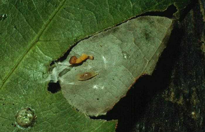 Fig.19.Mostrando lavita parasítica de la familia Eulophidae, en larva de <i>Astraptes inflatio</i></i>.  Voucher : 92-SRNP-121-DHJ14793.jpg.