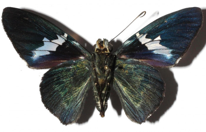 Fig.2. Adulto de <i>Astraptes apastus</i></i>. Vista ventral. Voucher : 15-SRNP-46169-DHJ909411.jpg.