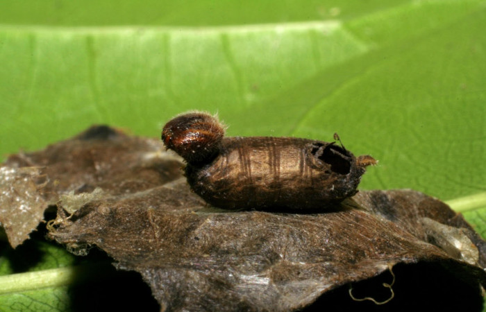 Fig.21. Capullo de la familia Ichneumonidae, en larva de <i>Astraptes synecdoche</i></i>. Voucher : 04-SRNP-48646-DHJ401902.jpg.