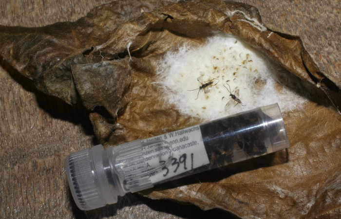 Fig.22. Mostrando capullos Braconidae, en larva de <i>Astraptes synecdoche</i></i>. Voucher :  06-SRNP-3391-DHJ410461.jpg.