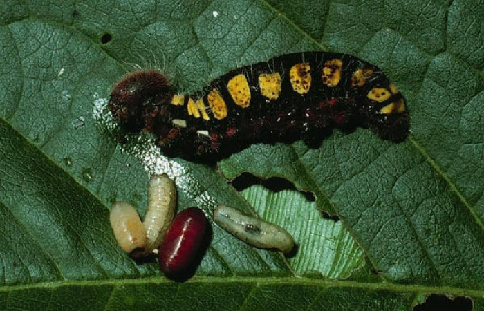 Fig.23. Mostrando lavitas parasítica de la familia Tachinidae, en larva de <i>Astraptes synecdoche</i></i>.  Voucher : 03-SRNP-4201-DHJ73116.jpg.