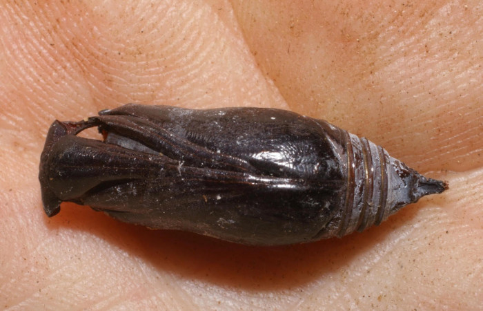 Fig.24.Pupa de <i>Astraptes anaphus annetta</i></i>, con un pupario de la familia Tachinidae dentro de pupa. Voucher : 04-SRNP-20363-DHJ447609.jpg.