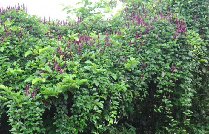 Fig.26. Planta hospedera de larva <i>Astraptes apastus</i></i>, <i>Dioclea wilsonii</i></i> (Fabaceae).