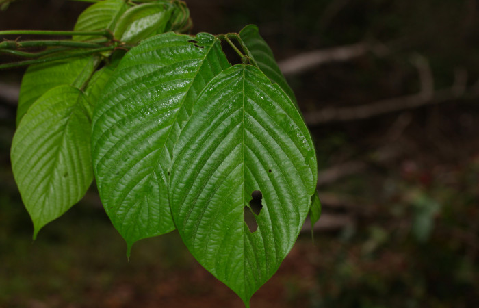 Fig.27. Mostrando hojas <i>Dioclea wilsonii</i></i> (Fabaceae), planta hospedera de <i>Astraptes apastus</i></i>.
