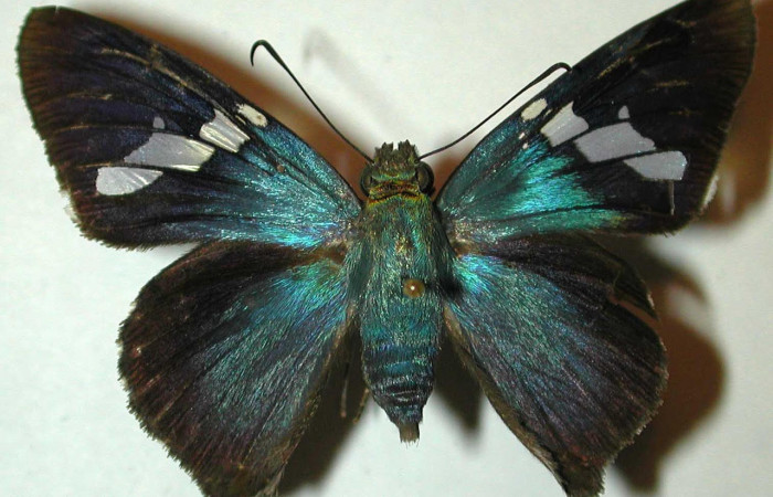 Fig.3. Adulto de <i>Astraptes enotrus</i></i>.  En posición dorsal. Voucher : 98-SRNP-4808-DHJ31470.jpg.