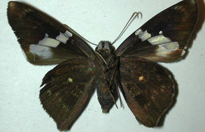 Fig.4. Adulto de <i>Astraptes enotrus</i></i>. En posición ventral. Voucher : 98-SRNP-4808-DHJ31471.jpg.