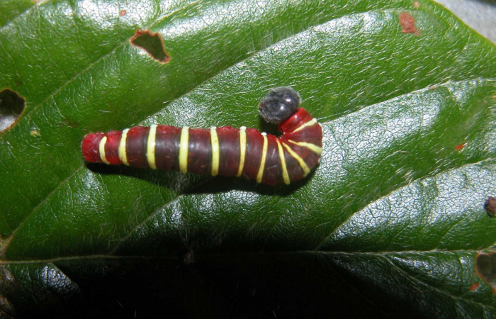 Fig.5 . Larva de <i>Astraptes apastus</i></i>, en tercer estadio de 27 mm de longitud. Voucher : 03-SRNP-20746-DHJ91191.jpg.