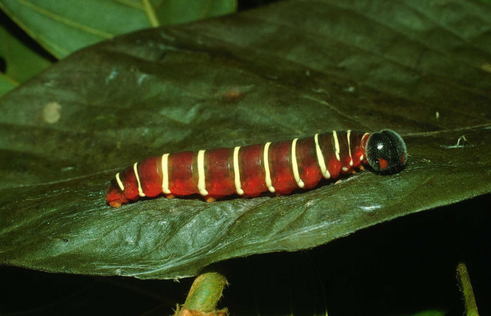 Fig.6. Larva de <i>Astraptes apastus</i></i>, en último estadio de 43 mm de longitud. Voucher : 03-SRNP-21865-DHJ78789.jpg.