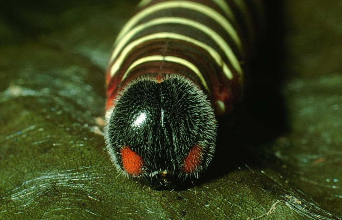 Fig.7. Mostrando cabeza de <i>Astraptes apastus</i></i>, en posición frontal. Voucher : 03-SRNP-21865-DHJ78795.jpg.