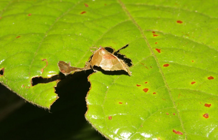 Fig.8. Mostrando casa de larva de <i>Astraptes inflatio</i></i>. Voucher : 16-SRNP-30138-DHJ729185.jpg.