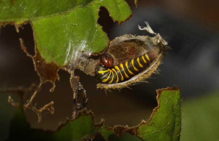 Fig.9. Mostrando larva descubierta dentro de casa, de <i>Astraptes inflatio</i></i>, en trercer estadio. Voucher :16-SRNP-30138-DHJ729214.jpg.