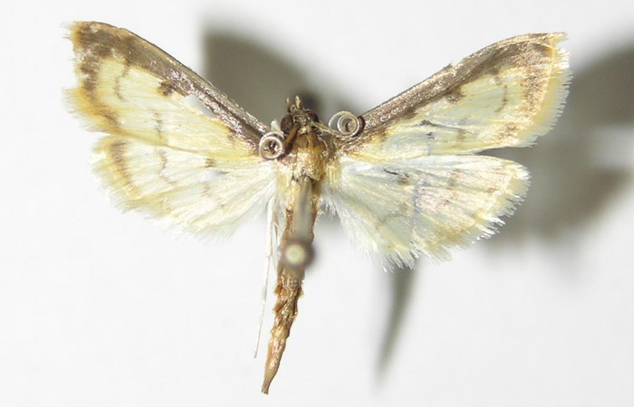 Figura 1. Adulto de <i>Eulepte alialis</i></i> (macho), vista dorsal. Voucher (04-SRNP-25108-DHJ332754).