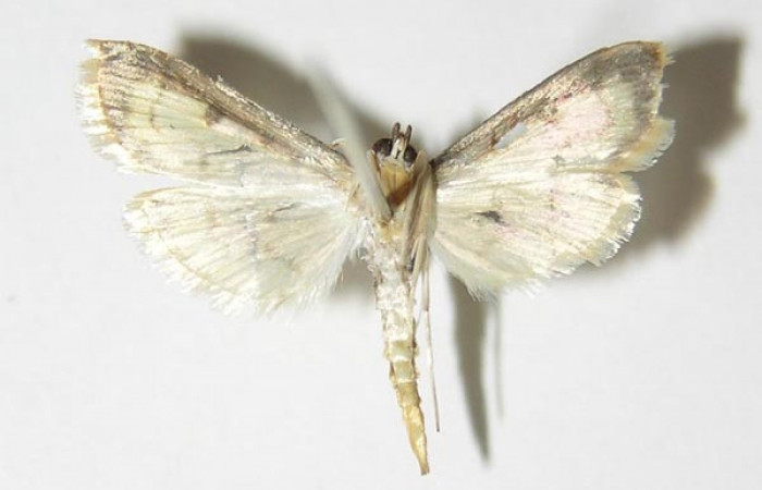 Figura 2. Adulto de <i>Eulepte alialis</i></i> (macho), vista ventral. Voucher (04-SRNP-25108-DHJ332755).