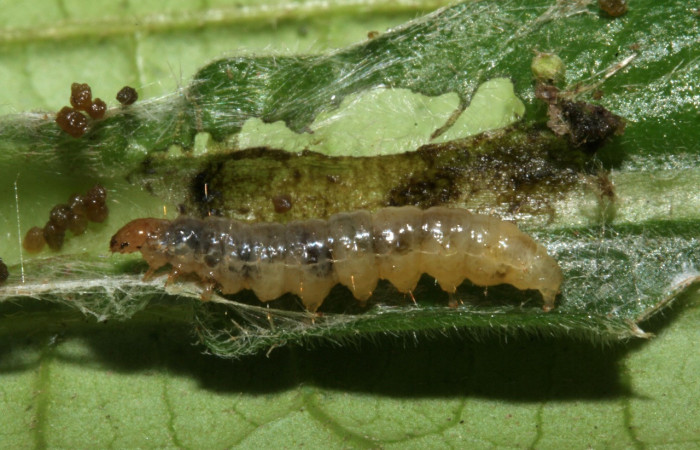 Figura 8. Larva <i>Eulepte alialis</i></i>, Crambidae, vista dorsal. Voucher (09-SRNP-42684-DHJ466623).