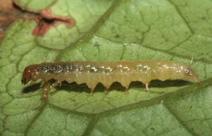 Figura 7. Larva <i>Eulepte alialis</i></i>, Crambidae, vista lateral. Voucher (09-SRNP-42740-DHJ466636).