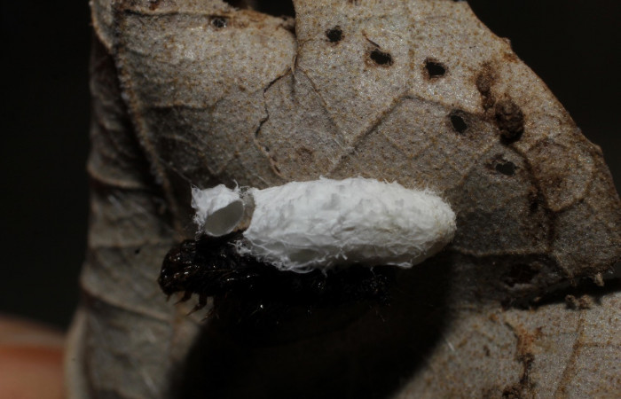 Figura 9. Capullo de avispa <i>Prasmodon eminens</i></i>, de la familia Braconiidae, parásito que atacan larva de <i>Eulepte alialis</i></i>. Voucher (09-SRNP-69730-DHJ800095).