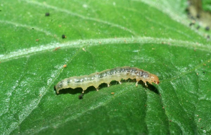 Figura 5.Larva <i>Eulepte alialis</i></i>, Crambidae, vista lateral. Voucher (09-SRNP-72147-DHJ465413).