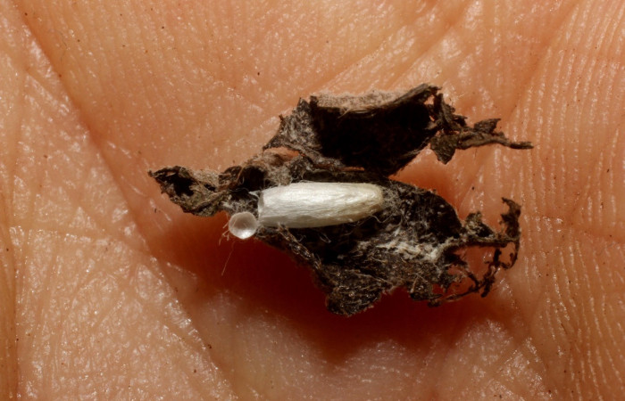 Figura 10. Capullo de avispa <i>Apanteles raulacevedoi</i></i> de la familia Braconiidae, parásito que atacan larva de <i>Eulepte alialis</i></i>. Voucher (11-SRNP-41171-DHJ800763).