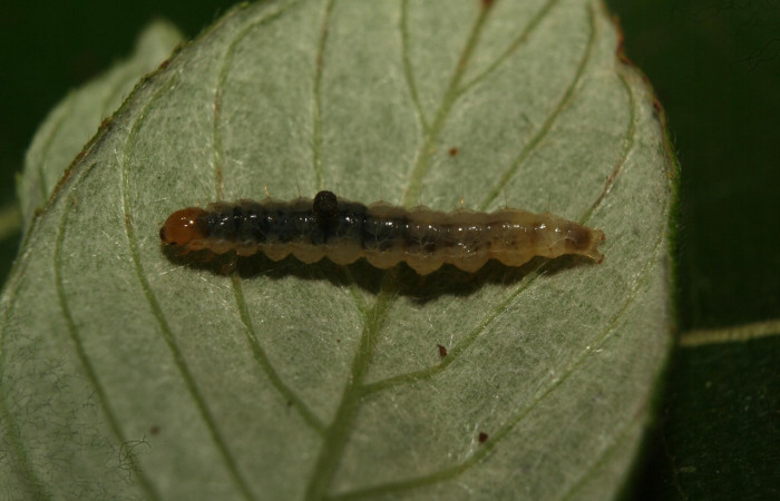 Figura 6. Larva <i>Eulepte alialis</i></i>, Crambidae, vista dorsal cabeza. Voucher (12-SRNP-72380-DHJ495801).