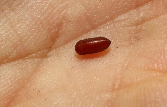 Figura 12.  Pupario de mosca <i>Pseudochaeta</i></i> Janzen13de la familia Tachinidae, parásito en <i>Eulepte alialis</i></i>. Voucher (12-SRNP-86964-DHJ804396).