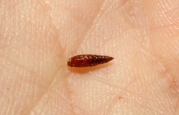 Figura 11. Exsuvia de  avispa <i>Triclistus slimellus</i></i> de la familia Ichneumonidae, parásito en <i>Eulepte alialis</i></i>. Voucher  (13-SRNP-71803-DHJ804645.