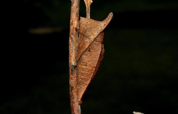 Fig. 10 pupa <i>Protographium dariensis</i></i> (Papilionidae), vista dorsal mide 31mm. Cerro Gongora Pelado, Sector Mundo Nuevo, 740m. 07-SRNP-56624-DHJ422970.