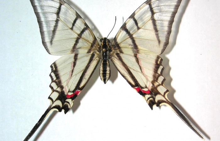 Fig. 11 Adulto <i>Protographium epidaus</i></i> (Papilionidae), vista dorsal mide 69mm. Mamones, Sector Mundo Nuevo, 365m. 06-SRNP-56168-DHJ359460.