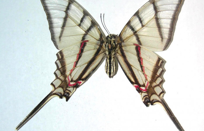 Fig. 12 Adulto <i>Protographium epidaus</i></i> (Papilionidae), vista ventral mide 69mm. Mamones, Sector Mundo Nuevo, 365m. 06-SRNP-56168-DHJ359461.
