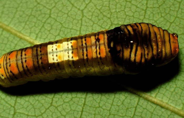 Fig. 13 Larva último estadio <i>Protographium epidaus</i></i> (Papilionidae), vista dorsal mide 16mm. Cerro Gongora Pelado, Sector Mundo Nuevo, 740m. 98-SRNP-10447-DHJ47078.