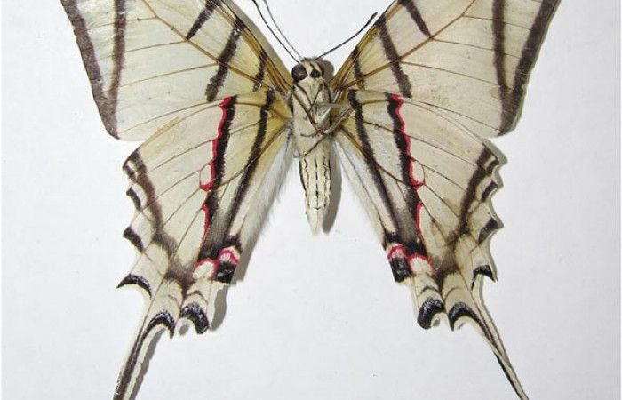 Fig. 1 Adulto <i>Protographium dariensis</i></i> (Papilionidae), vista ventral mide 80mm. Cerro Gongora Pelado, Sector Mundo Nuevo, 740m. 07-SRNP-56576-DHJ377993. 