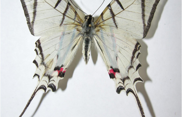 Fig. 2 Adulto <i>Protographium dariensis</i></i> (Papilionidae), vista dorsal mide 80mm. Cerro Gongora Pelado, Sector Mundo Nuevo, 740m. 07-SRNP-56576-DHJ377992.