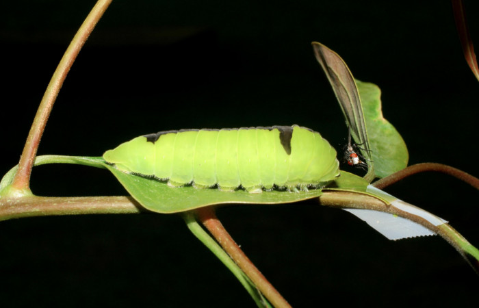 Fig. 3 Larva <i>Protographium dariensis</i></i> (Papilionidae), vista diagonal mide 45mm. Cerro Gongora Pelado, Sector Mundo Nuevo, 740m. 07-SRNP-56588-DHJ423000.