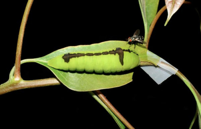 Fig. 4 Larva <i>Protographium dariensis</i></i> (Papilionidae), vista dorsal mide 45mm. Cerro Gongora Pelado, Sector Mundo Nuevo, 740m. 07-SRNP-56588-DHJ423001.