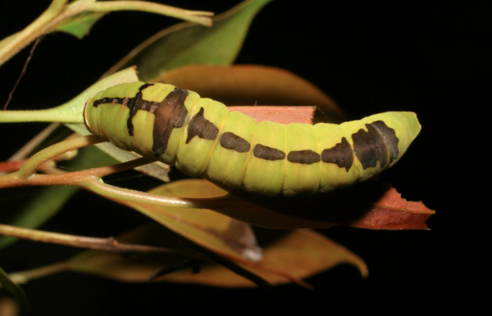 Fig. 5 Larva <i>Protographium dariensis</i></i> (Papilionidae), vista diagonal mide 45mm. Cerro Gongora Pelado, Sector Mundo Nuevo, 740m. 07-SRNP-56634-DHJ422982.jpg