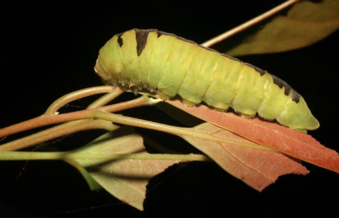 Fig. 6 Larva <i>Protographium dariensis</i></i> (Papilionidae), vista dorsal mide 45mm. Cerro Gongora Pelado, Sector Mundo Nuevo, 740m.07-SRNP-56634-DHJ422983.