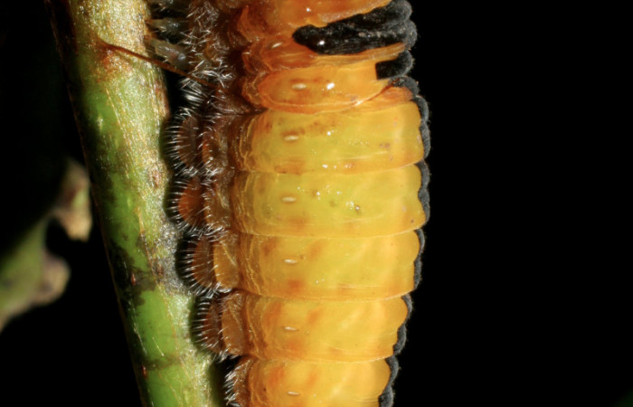 Fig. 7 prepupa <i>Protographium dariensis</i></i> (Papilionidae), vista dorsal mide 80mm. Cerro Gongora Pelado, Sector Mundo Nuevo, 740m. 07-SRNP-56705-DHJ423010.jpg