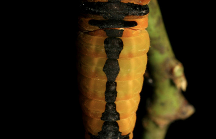 Fig. 8 prepupa <i>Protographium dariensis</i></i> (Papilionidae), vista dorsal mide 31mm. Cerro Vado Ocotea, Sector Mundo Nuevo, 740m. 07-SRNP-56705-DHJ423011.