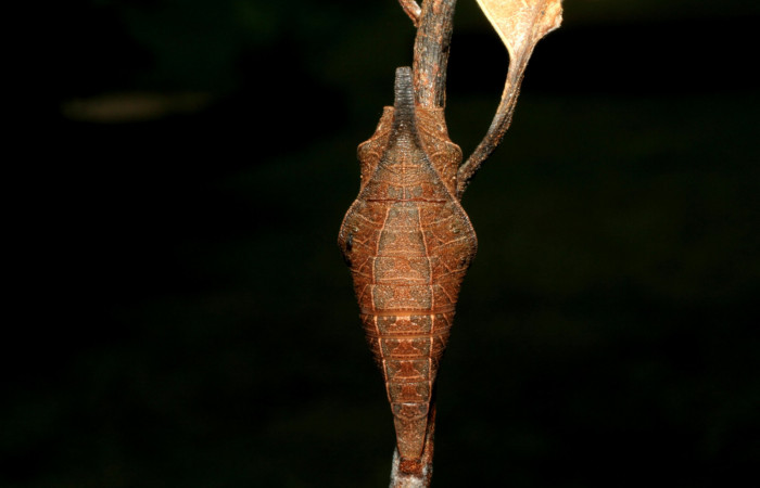 Fig. 9 pupa <i>Protographium dariensis</i></i> (Papilionidae), vista dorsal mide 31mm. Cerro Gongora Pelado, Sector Mundo Nuevo, 740m. 07-SRNP-56624-DHJ422969.
