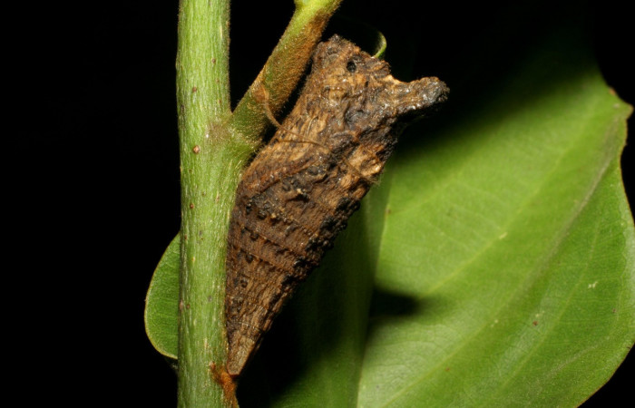 Fig. 10 Posición vertical de la pupa de <i>Protographium epidaus</i></i> (Papilionidae), sobre <i>Annona pruinosa</i></i> (Annonaceae). 26 de Junio 2006 Portón Rivas, Sector Mundo Nuevo. (06-SRNP-56600-DHJ415140).