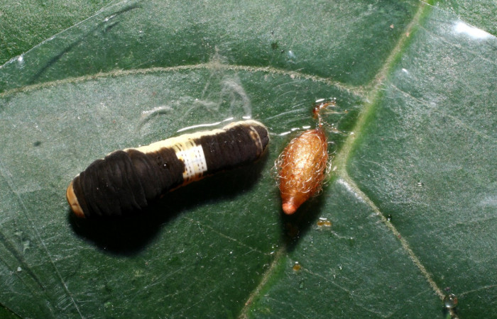 Fig. 11 Posición dorsal de una oruga de <i>Protographium epidaus</i></i> (Papilionidae), con su parásito Braconidae ya en su estado de capullo sobre <i>Annona pruinosa</i></i> (Annonaceae). 21 de Julio 2008 Portón Rivas, Sector Mundo Nuevo (08-SRNP-56738-DHJ442870).