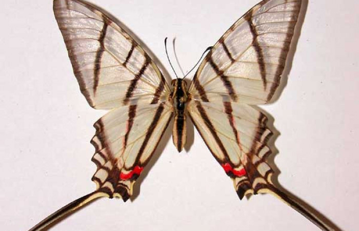 Fig. 1 Posición dorsal de la hembra <i>Protographium epidaus</i></i> (Papilionidae). (84-SRNP-772B-DHJ38729).