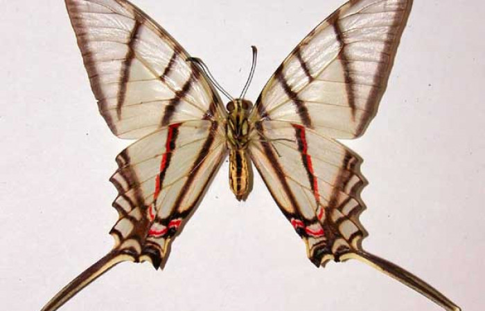 Fig. 2 Posición ventral de la hembra <i>Protographium epidaus</i></i> (Papilionidae). (84-SRNP-772B-DHJ38728).