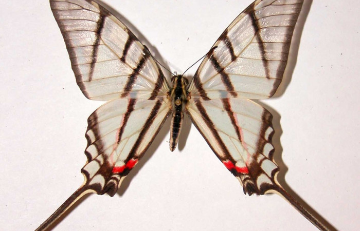 Fig. 3 Posición dorsal del macho <i>Protographium epidaus</i></i> (Papilionidae). (98-SRNP-10446-DHJ38730).