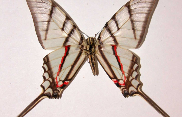 Fig. 4 Posición ventral del macho <i>Protographium epidaus</i></i> (Papilionidae). (98-SRNP-10446-DHJ38731).