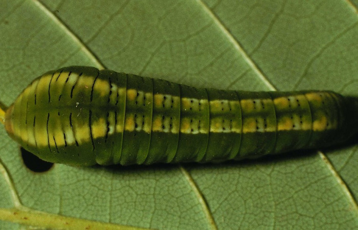 Fig. 5 Posición dorsal del último estadio de <i>Protographium epidaus</i></i> (Papilionidae) sobre <i>Annona pruinosa</i></i> (Annonaceae). 23 de Julio 1998 Estación Pailas, Sector Pailas. (98-SRNP-10449-DHJ47103).